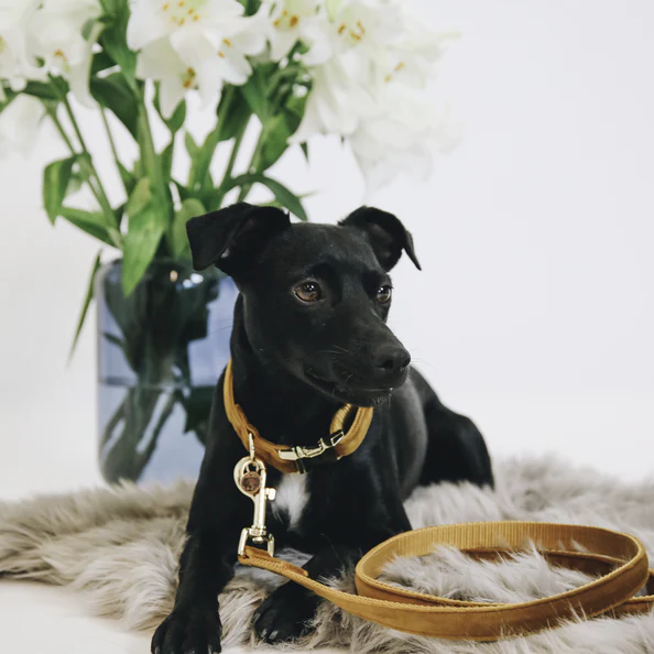 Laisse pour chien Velvet 120 cm - Kentucky – Image 3