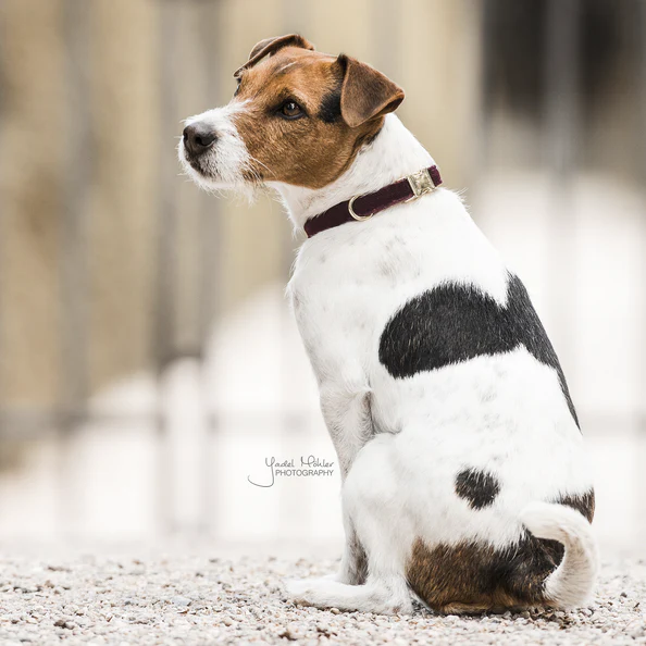 Collier pour chien Corduroy - Kentucky – Image 4