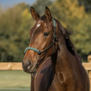 Licol en corde - HORKA