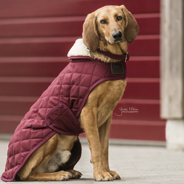 Manteau pour chien Original - Kentucky – Image 5