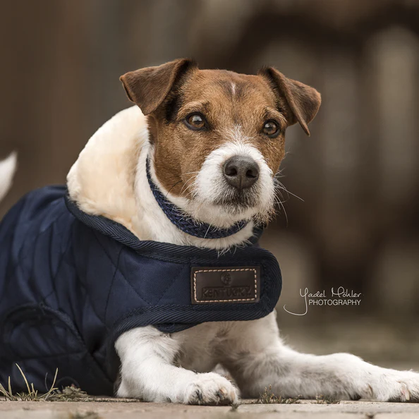 Manteau pour chien Original - Kentucky