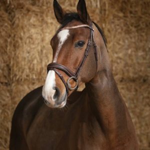 Bridon Brillant - Norton