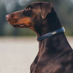 Collier de chien Royal Classic - Equestrian Stockholm