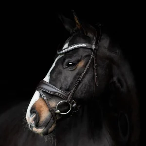 Bridon Danciero - SD Design