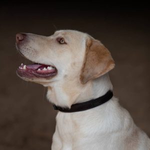 Collier pour chien Clean Black Raven - Equestrian Stockholm