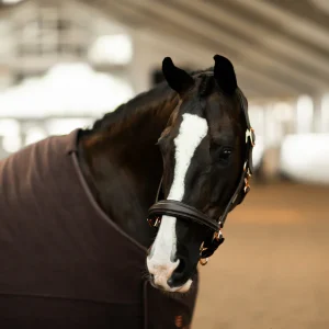 Licol Anatomique Moonless Night - Equestrian Stockholm