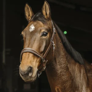 Licol en cuir Rock - Norton