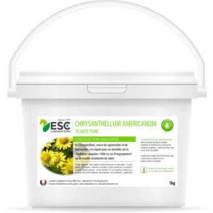 Chrysantellum americanum Engorgements - ESC LABORATOIRE