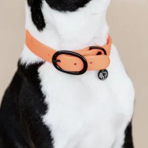 Collier pour chien Soft Rubber - Kentucky