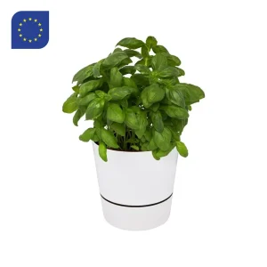 Pot pour herbes aromatiques